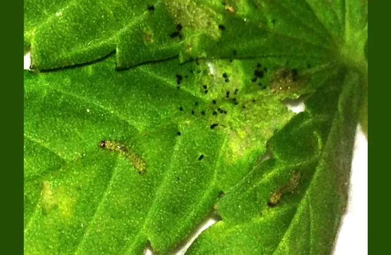Extreme close-up of small green caterpillars and black droppings on a cannabis leaf, showing typical pest damage signs.