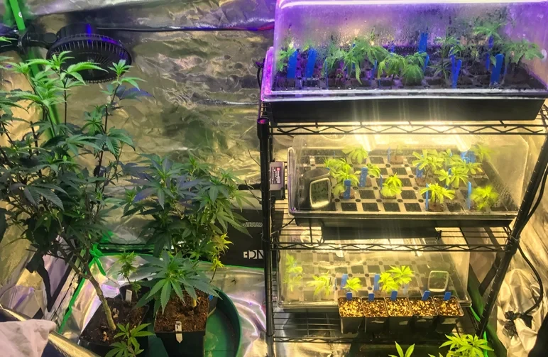 A professional indoor propagation room showing mature photoperiod mother plants alongside a multi-tiered wire rack containing dozens of cannabis clones in propagation domes for a perpetual harvest.
