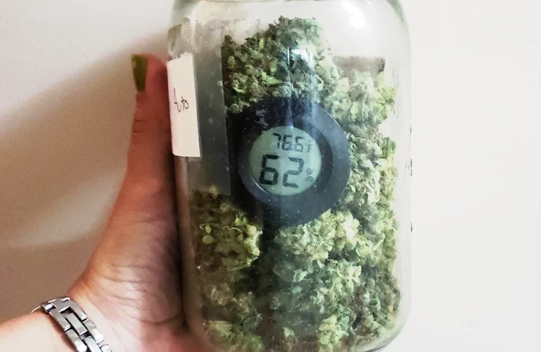 A glass mason jar filled with trimmed cannabis buds and a small digital hygrometer displaying a humidity reading of 62%.