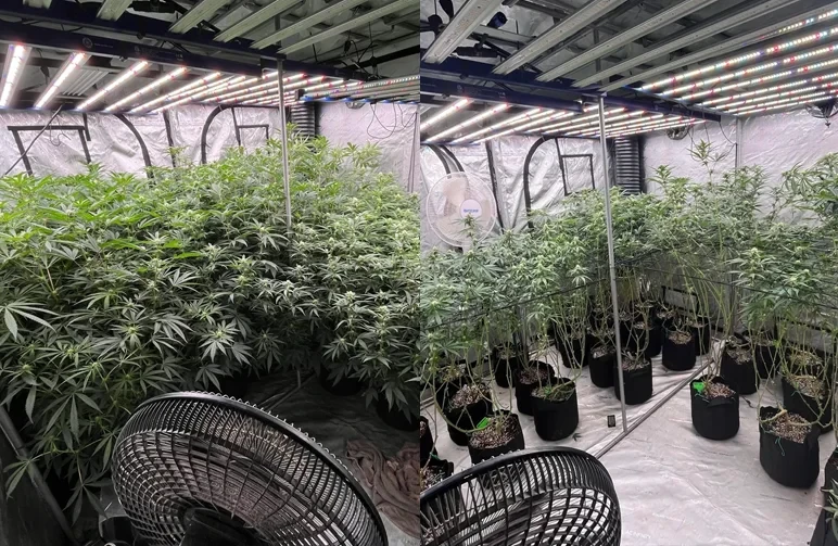Een vergelijking naast elkaar van een cannabis kweektent vóór en na zware defoliatie om te laten zien hoe je airflow rond de onderkant van de planten verbetert.
