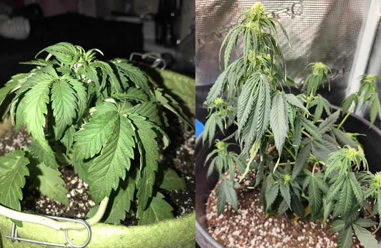 A side-by-side comparison of drooping cannabis leaves. The left side shows an overwatered plant with heavy, swollen, downward-curling leaves. The right side shows an underwatered plant with thin, limp, and lifeless leaves.