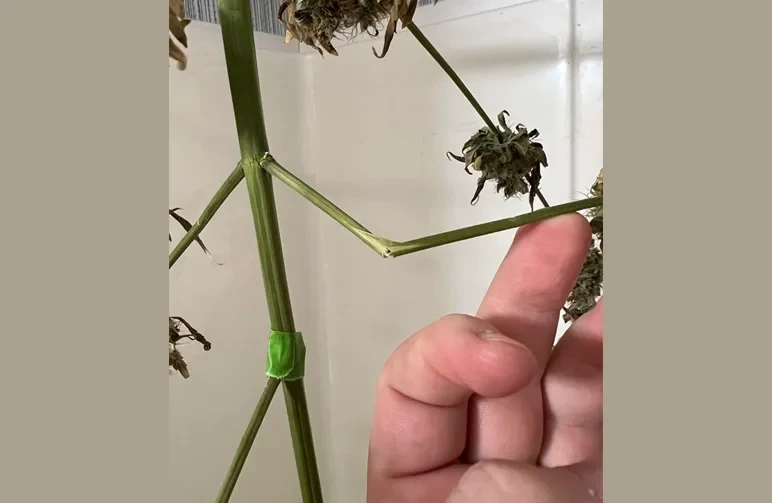 Close-up of a person's finger performing the snap test on a cannabis stem, showing a branch that has snapped cleanly rather than bending.