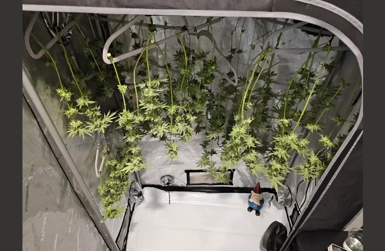 Inside of a cannabis grow tent used for drying, featuring harvested branches hanging from hangers with significant space between them for airflow.