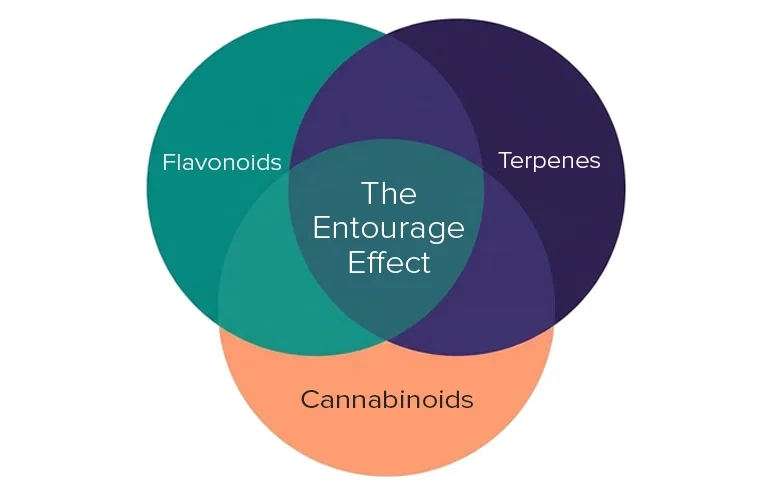 Ein Venn-Diagramm, das den Entourage-Effekt als Schnittmenge von Flavonoiden, Terpenen und Cannabinoiden darstellt.