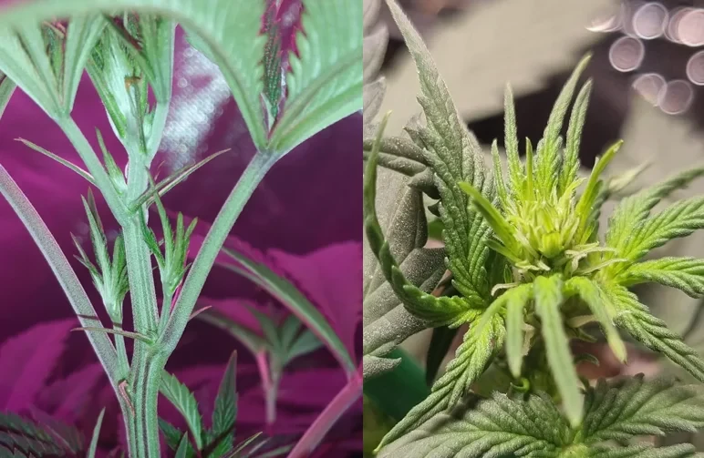 A two-pane image showing cannabis plant anatomy. The left side highlights green stipules on a stem during the vegetative stage. The right side shows a macro close-up of a mature female cannabis bud with white pistils and trichomes.