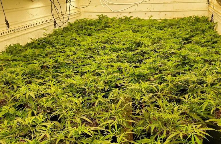 Photo grand angle d’une salle de culture intérieure professionnelle de cannabis montrant une canopée verte parfaitement plate et uniforme obtenue grâce à l’entraînement des plantes.