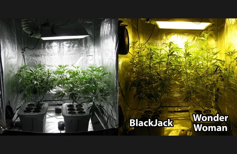 A side-by-side comparison of two cannabis plants in a grow tent. The left image shows them as short, bushy plants in the vegetative stage, while the right image shows the same plants nearly doubled in height after the flowering stretch.