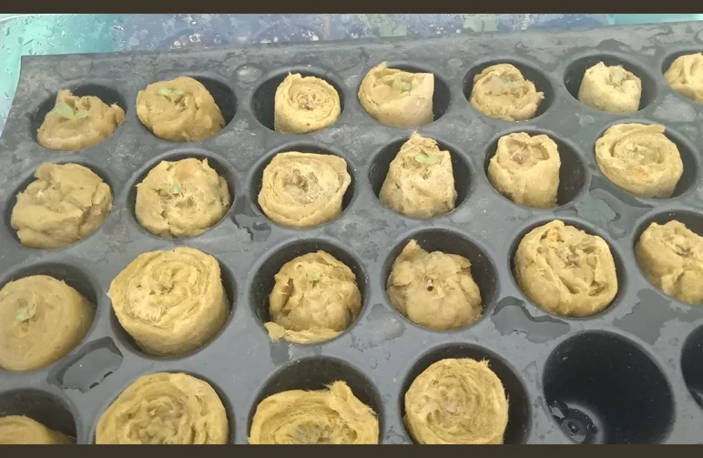 A black plastic seedling tray filled with moist Rockwool cubes, several of which have tiny green cannabis seedlings sprouting from the center.