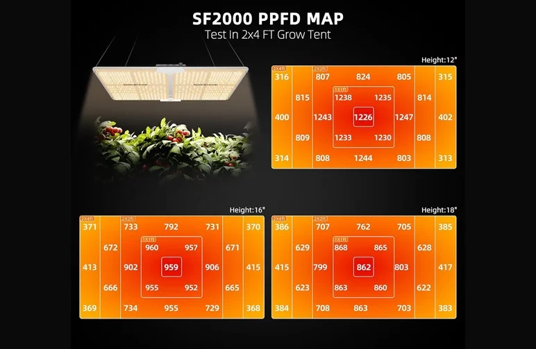A PPFD map for a Spider Farmer SF2000 LED grow light in a 2x4 grow tent, showing light intensity levels at 12-inch, 16-inch, and 18-inch hanging heights to prevent cannabis light burn.