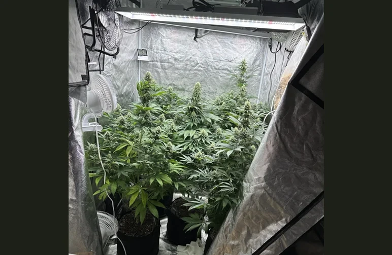A crowded but well-managed grow tent filled with flowering cannabis plants. Multiple white oscillating fans are clipped to the tent poles at different heights to provide airflow through a dense green canopy where leaves are touching.