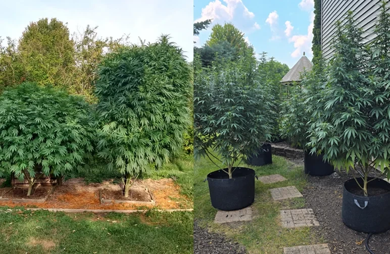 A side-by-side comparison showing massive cannabis plants. The left side shows plants in ground-level raised beds; the right side shows plants in 30-gallon fabric containers on a stone patio.