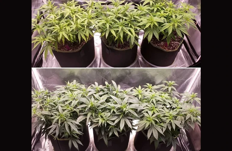 A side-by-side comparison of cannabis plants grown in soil versus coco coir. The top image shows three plants in soil with healthy growth, while the bottom image shows the same strain in coco coir with significantly larger, lusher foliage and faster growth.