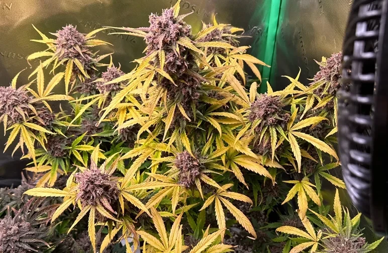A mature cannabis plant in a grow tent showing a dramatic autumn fade with bright yellow fan leaves contrasting against deep purple buds.