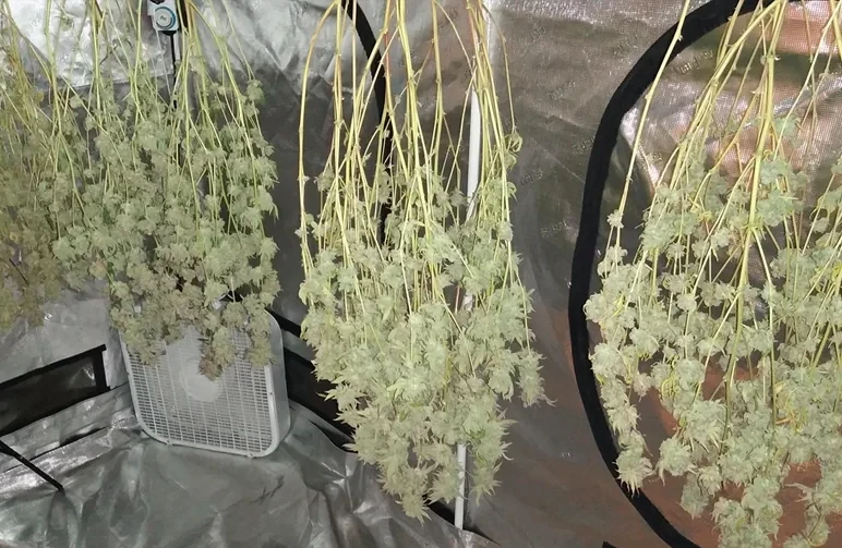 The Complete Guide to Harvesting, Trimming, Drying, and Curing Cannabis (2026)