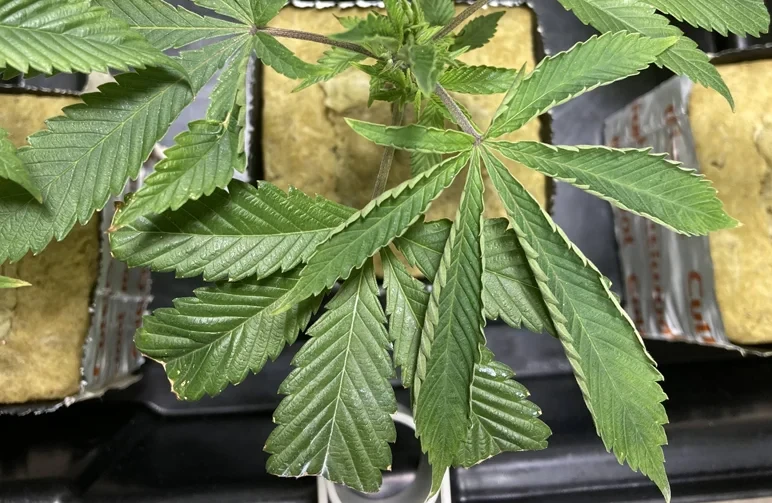 A top-down view of a cannabis plant in rockwool showing heat stress symptoms, specifically the leaf edges curling upward into a canoe or taco shape to conserve moisture.