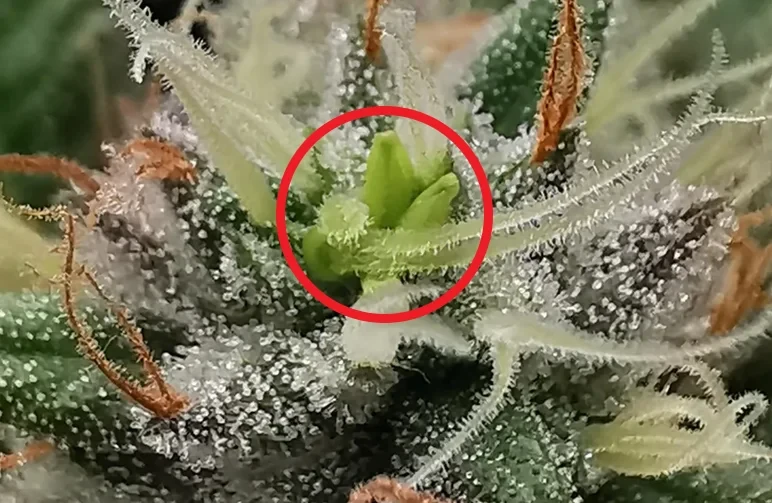 A macro close-up of a flowering female cannabis bud with a red circle highlighting yellow, banana-shaped pollen anthers (nanners) emerging from the center of the resinous flower.