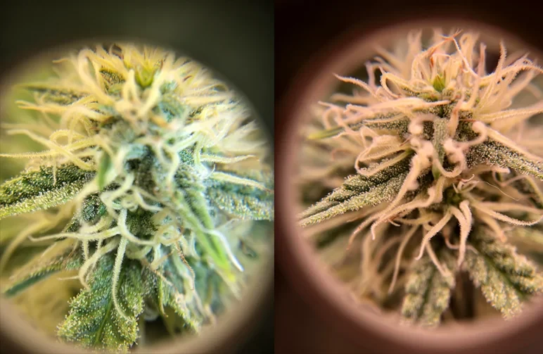 A split-screen macro view of cannabis buds as seen through a jeweler's loupe, showing white pistils and frosty resin glands inside a circular lens frame.