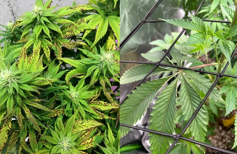 Side-by-side comparison of cannabis light stress; the left image shows yellow bleached leaves at the top of the plant, and the right image shows green leaves with edges curled upward in a taco shape under a trellis net.