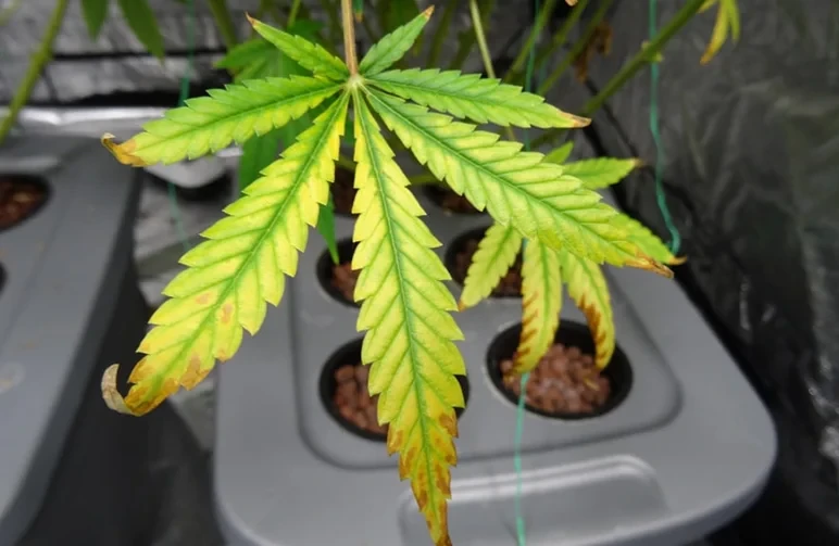 A close-up of a cannabis fan leaf showing light burn symptoms, including yellowing of the leaf tissue (chlorosis) between the veins and brown, crispy tips, caused by high-intensity LED or HPS lights.