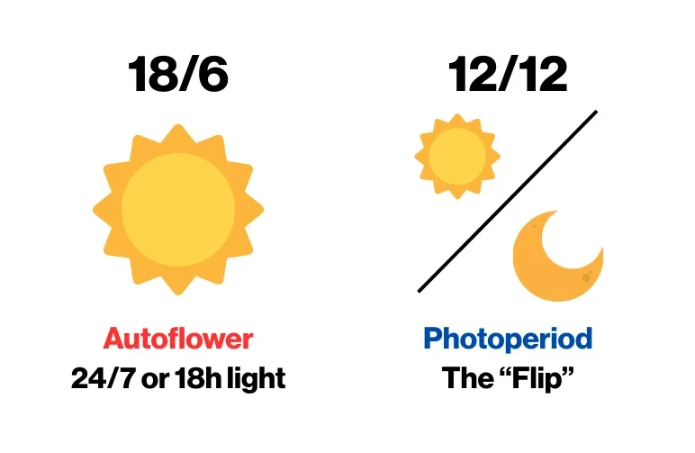 Alt Text: Infographic showing light schedules for cannabis: Autoflowers thrive on 18 to 24 hours of light, while Photoperiods require a 12/12 light and dark cycle to flower.