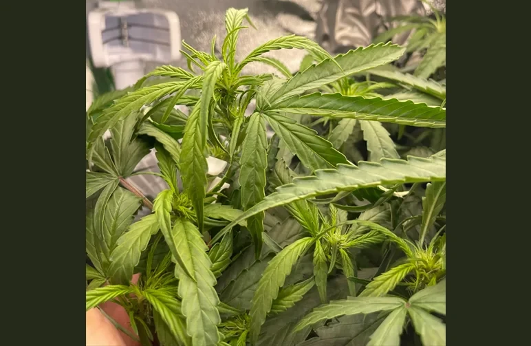 A close-up of an autoflower cannabis plant showing signs of heat or light stress. The top leaves are curling upward at the edges into a "taco" shape, while the serrated tips appear pointed and stressed due to high light intensity or excessive heat in the grow tent.