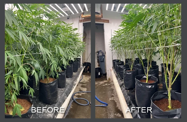 Side-by-side comparison of cannabis plants before and after lollipopping training, showing the lower third of the stems completely cleared of leaves and small branches.