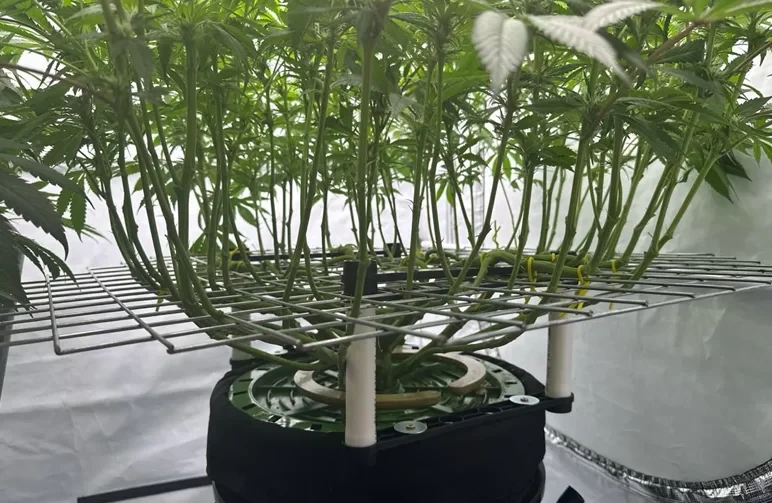 Eine Aufnahme aus niedriger Perspektive einer gelollipoppten Cannabispflanze in einem Grow-Zelt, mit sauberen kahlen Stängeln unter einem Trellisnetz zur Veranschaulichung verbesserter Luftzirkulation und Schädlingsprävention.