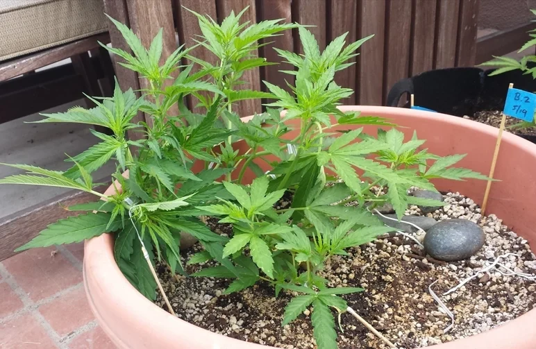 A vegetative cannabis plant in a large pot showing Low-Stress Training (LST) with branches tied down to wooden stakes to create a flat canopy.