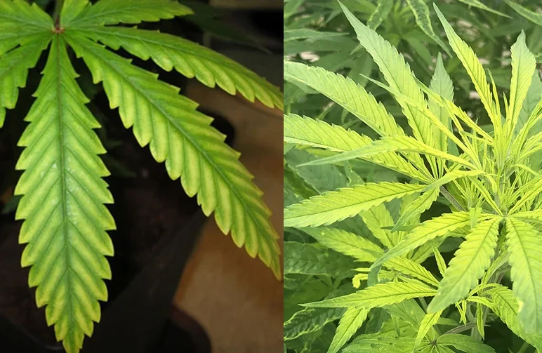 Side-by-side comparison of interveinal chlorosis in cannabis. The left image shows magnesium deficiency on a mature lower leaf; the right image shows iron deficiency on bright yellow new growth at the top of the plant.