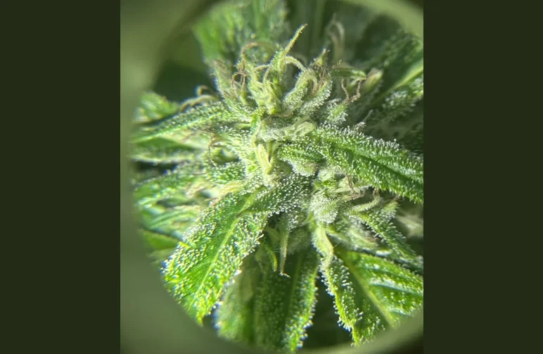 A circular macro view through a jeweler's loupe showing the close-up details of a female cannabis flower with visible white pistils and crystal-like trichomes.
