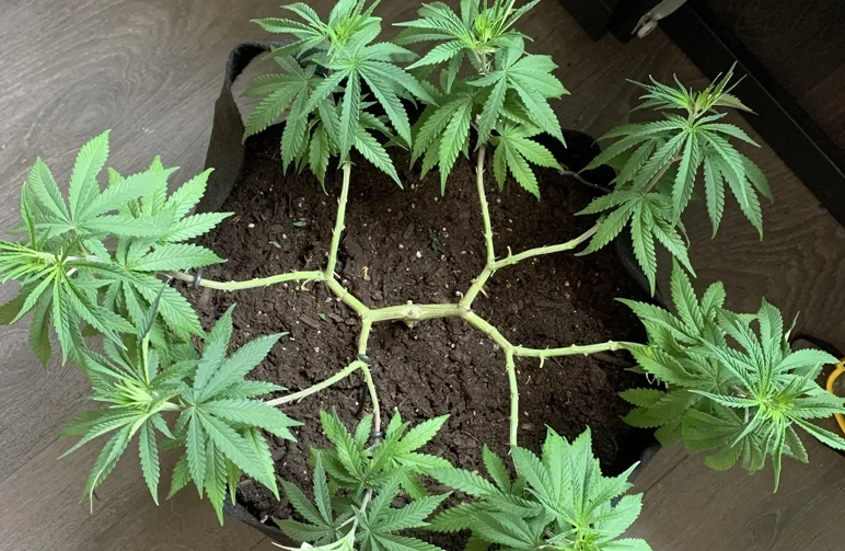 Bovenaanzicht van een gemainlinede cannabisplant met een perfect symmetrische 8-tak manifoldstructuur en centrale hub.
