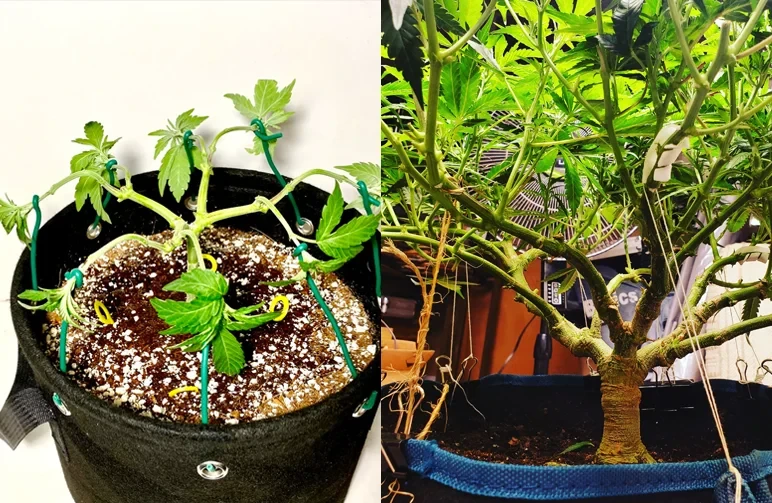 Side-by-side comparison of cannabis training: A young plant being mainlined into a symmetrical manifold on the left, and a thick, woody trunk of a mature photoperiod plant shaped with LST wires on the right.