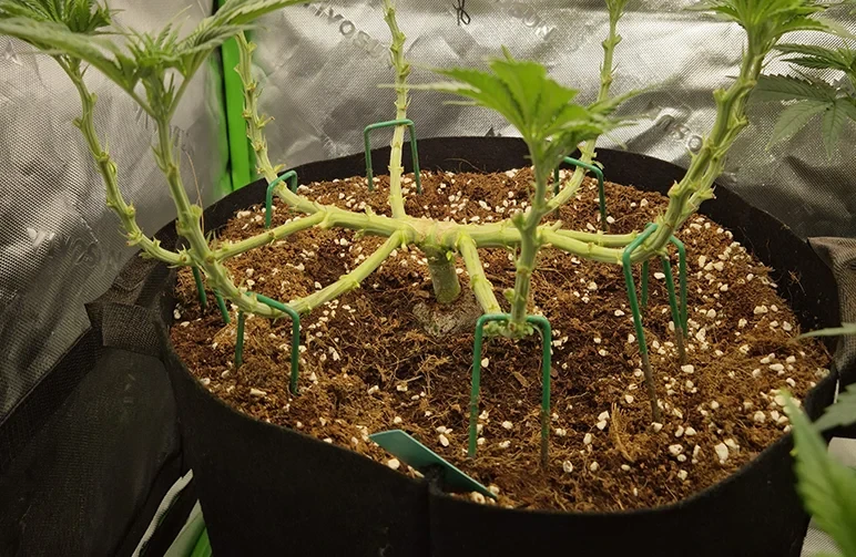 Een zijaanzicht van een gemainlinete cannabisplant met een dikke hoofdstam en twee primaire takken die horizontaal tegen de aarde zijn vastgezet met groene tuinstokjes.