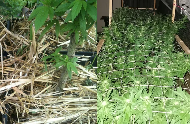 A side-by-side comparison showing straw mulch at the base of a cannabis plant for moisture retention and a wide-view trellis net supporting a cannabis canopy against wind.