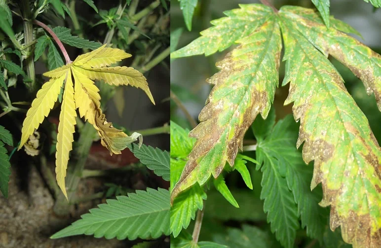 Side-by-side real photos of cannabis leaves. Left leaf shows pale yellowing from nitrogen deficiency. Right leaf shows brown spots and edge burn from potassium or phosphorus deficiency.