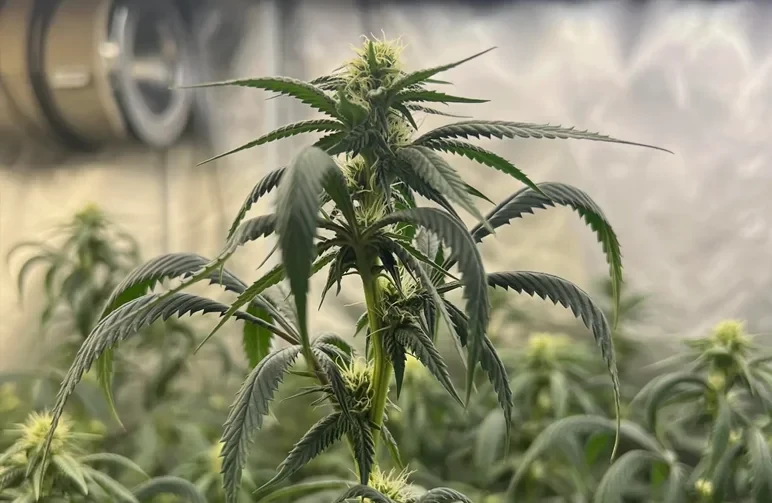 A flowering cannabis plant showing clear signs of Nitrogen toxicity, including dark green waxy leaves and downward curling leaf tips known as the claw.