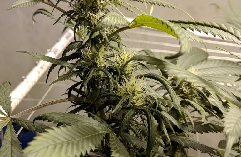 A flowering cannabis plant showing severe signs of nitrogen toxicity, characterized by dark green, shiny leaves curling downward into a claw-like shape.