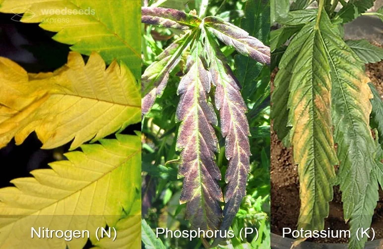 A three-panel diagnostic image comparing Nitrogen, Phosphorus, and Potassium deficiencies in cannabis leaves, showing yellowing, purple splotching, and burnt leaf edges.