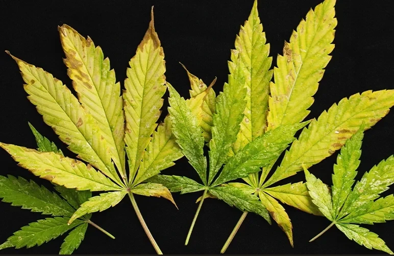 A group of five cannabis fan leaves on a black background showing various stages of nutrient lockout, including yellowing between veins, brown rust spots, and burnt leaf margins.