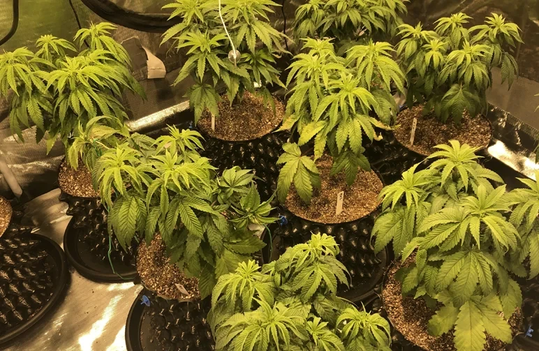 A group of cannabis plants in black Air-Pots showing downward-curling, heavy leaves indicative of overwatering in an indoor grow tent.