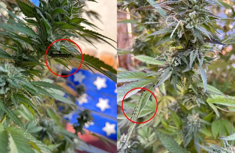 Two photos of green caterpillars on cannabis leaves and buds, highlighted with red circles for easy identification.