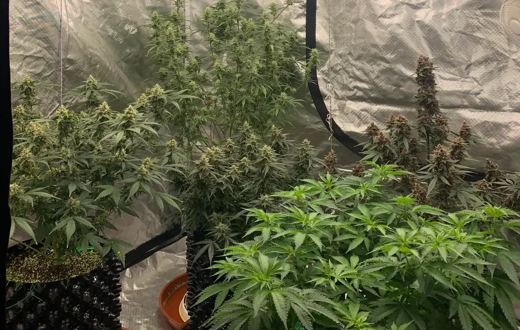 The Ultimate Guide to Cannabis Genetics, Phenotypes, and Breeding