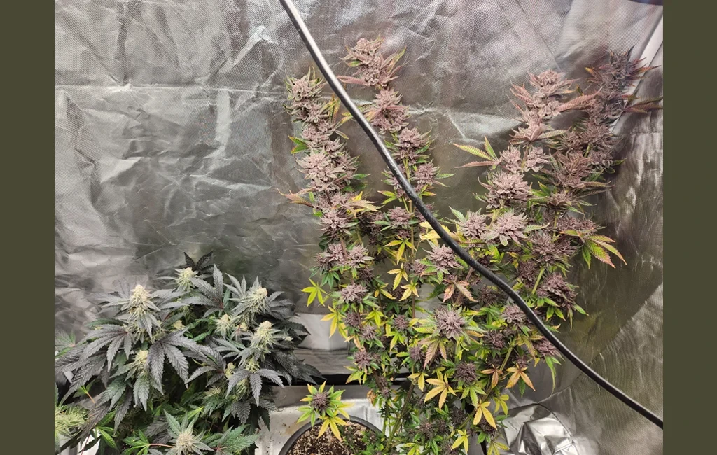 Ein Side-by-Side-Vergleich von zwei Cannabispflanzen in einem Growzelt, der Phänotyp-Variation zeigt. Eine Pflanze ist klein und buschig mit dunklen Blättern, während die andere groß und schlaksig mit leuchtend violetten Blüten ist – ein Beispiel dafür, wie dieselbe Sorte unterschiedlich wachsen kann.