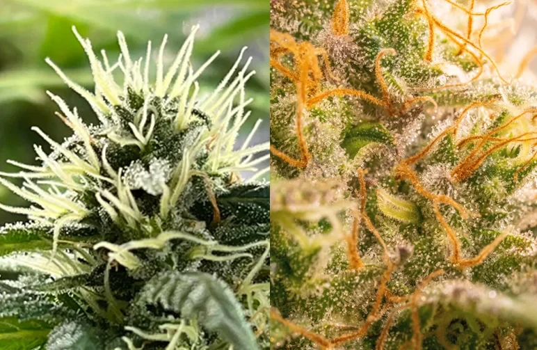 Side-by-side comparison of cannabis buds: the left shows immature white, straight pistils, while the right shows mature orange, curled pistils indicating harvest readiness.