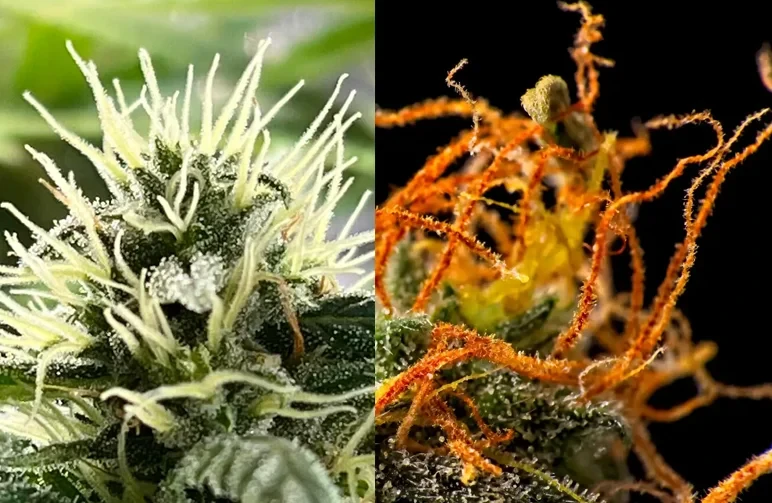 Side-by-side comparison of a young cannabis bud with white straight pistils and a mature cannabis bud with orange curled-in pistils.