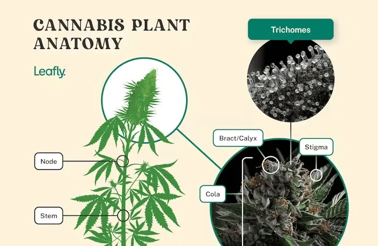 Diagram of cannabis plant anatomy highlighting the cola, bract, calyx, and trichomes to illustrate where to inspect for harvest readiness.