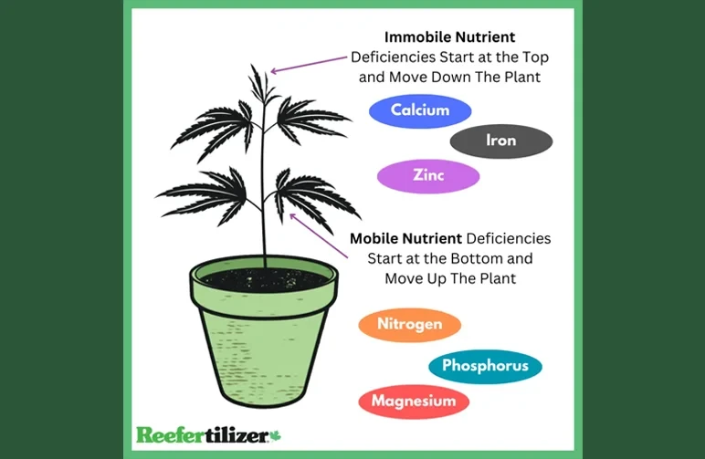 A diagram of a cannabis plant illustrating where mobile and immobile nutrient deficiencies occur. Mobile nutrients like Nitrogen and Magnesium affect lower leaves, while immobile nutrients like Calcium and Iron affect the top new growth.