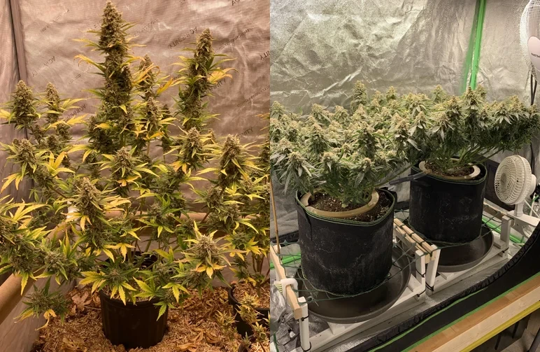 Een vergelijking naast elkaar van een natuurlijke, kerstboomvormige cannabisplant versus een getrainde cannabisplant met een vlakke canopy in een indoor kweektent.