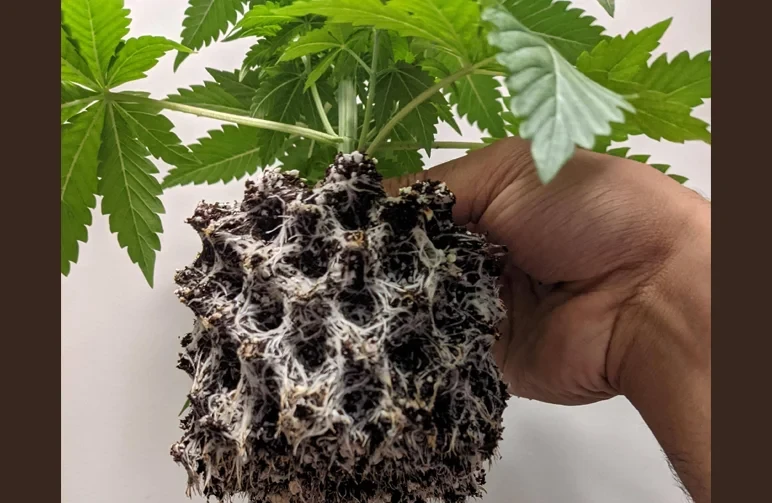 Close up of a hand holding a healthy cannabis root ball with a geometric shape, showing bright white roots that have been air-pruned by an aeration pot.
