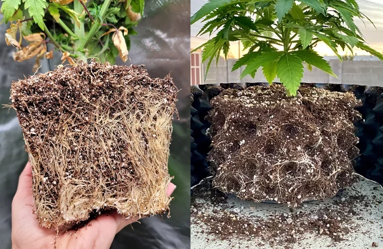 Side-by-side comparison of cannabis root systems: the left shows root-bound, circling roots from a plastic container, and the right shows healthy, branched-out roots from an air-pruning pot.